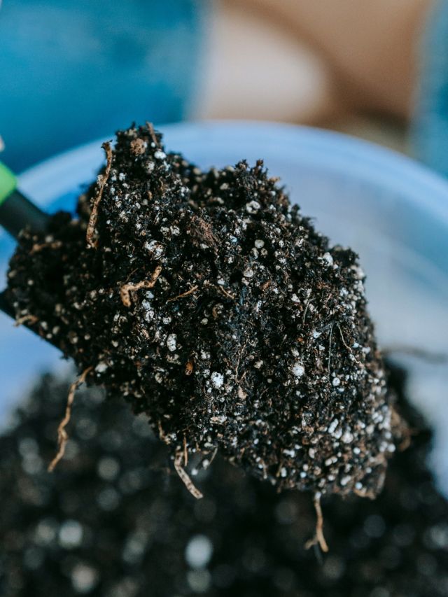 WHAT DOES WELL DRAINING SOIL MEAN?