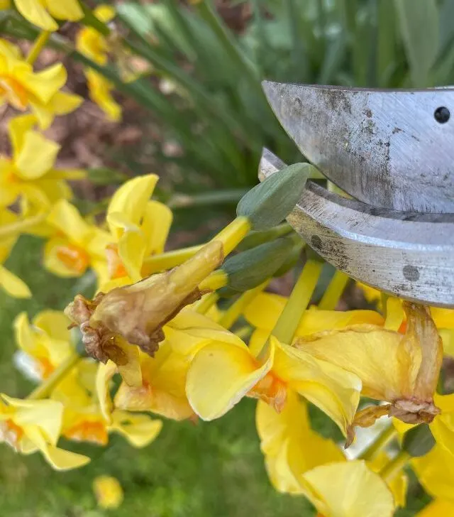 deadheading daffodils