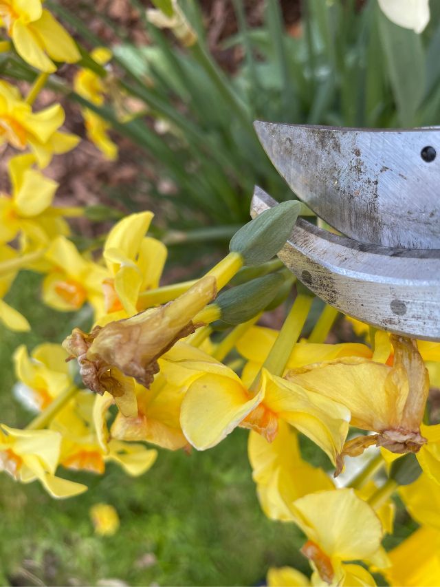 DEALING WITH DAFFODILS AFTER THEY BLOOM
