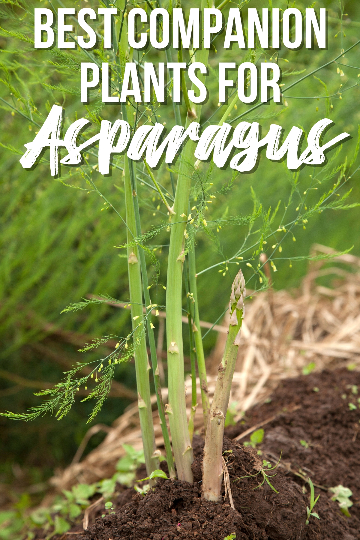best companion plants for asparagus