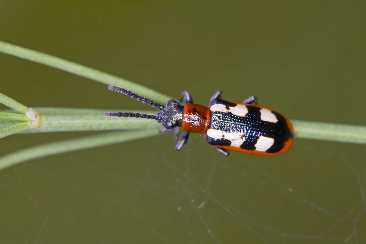 asparagus beetle