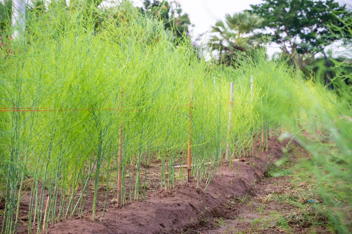 row of asparagus growing in garden