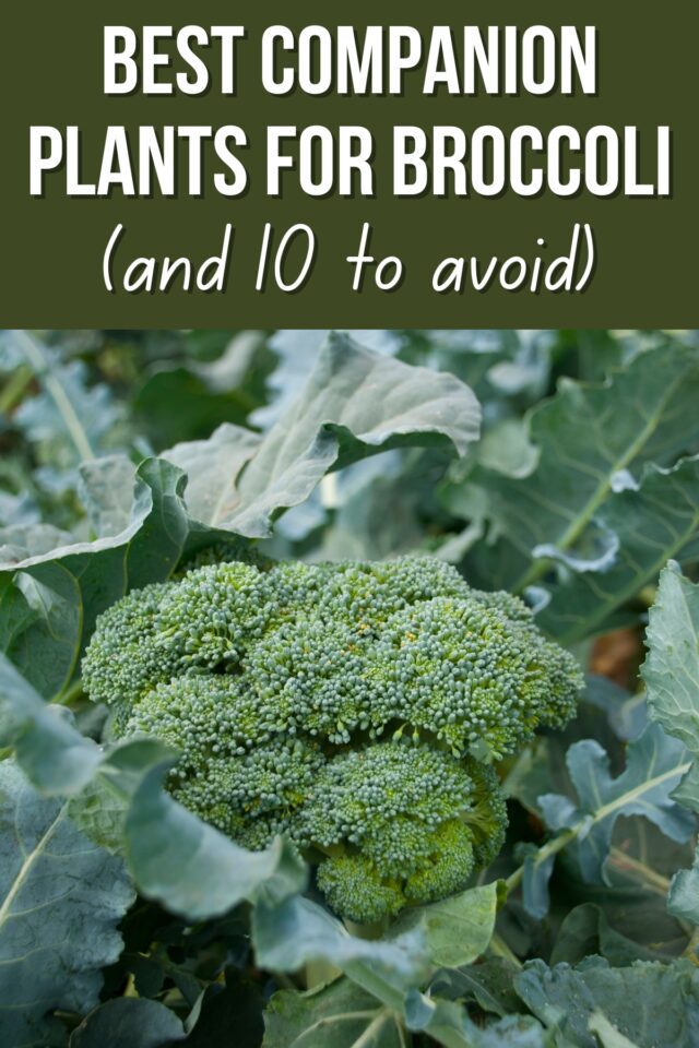 15 Companion Plants for Broccoli [and 10 to Avoid] - growhappierplants.com