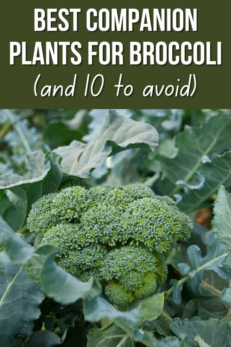 15 Companion Plants For Broccoli [and 10 To Avoid] - Growhappierplants.com