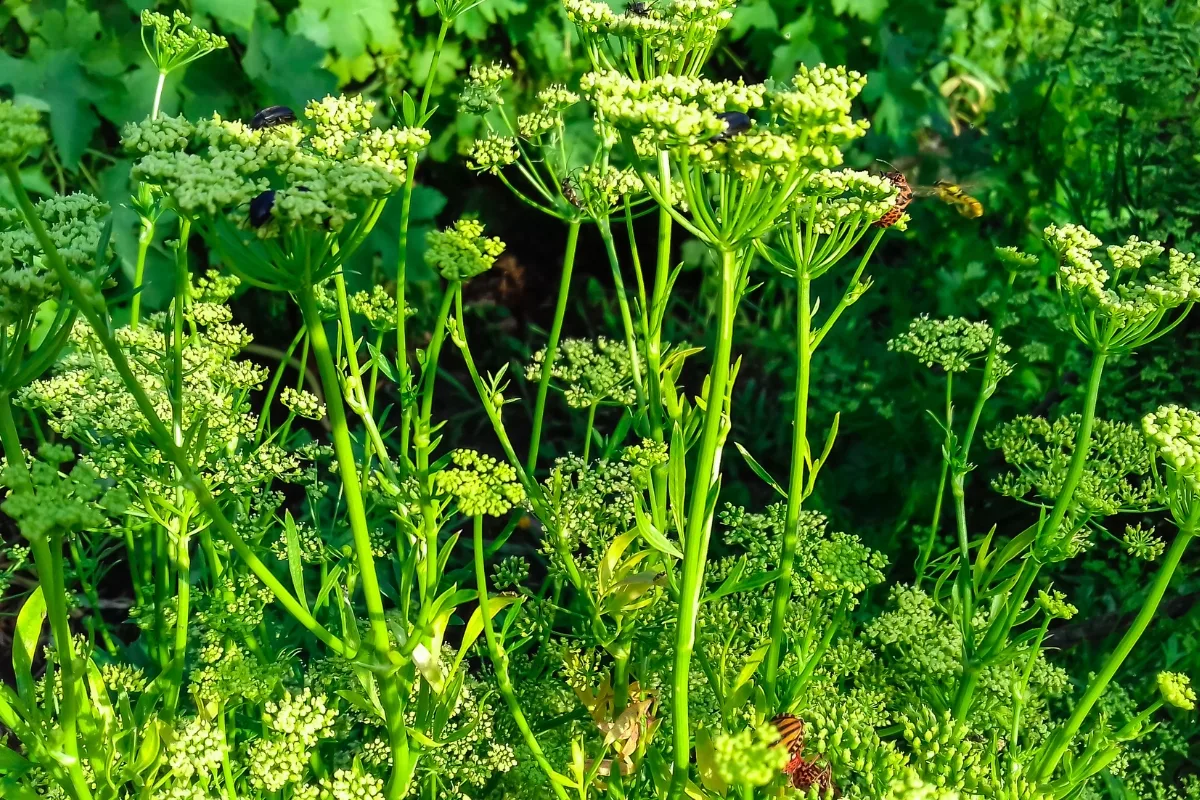 bolting parsley plant