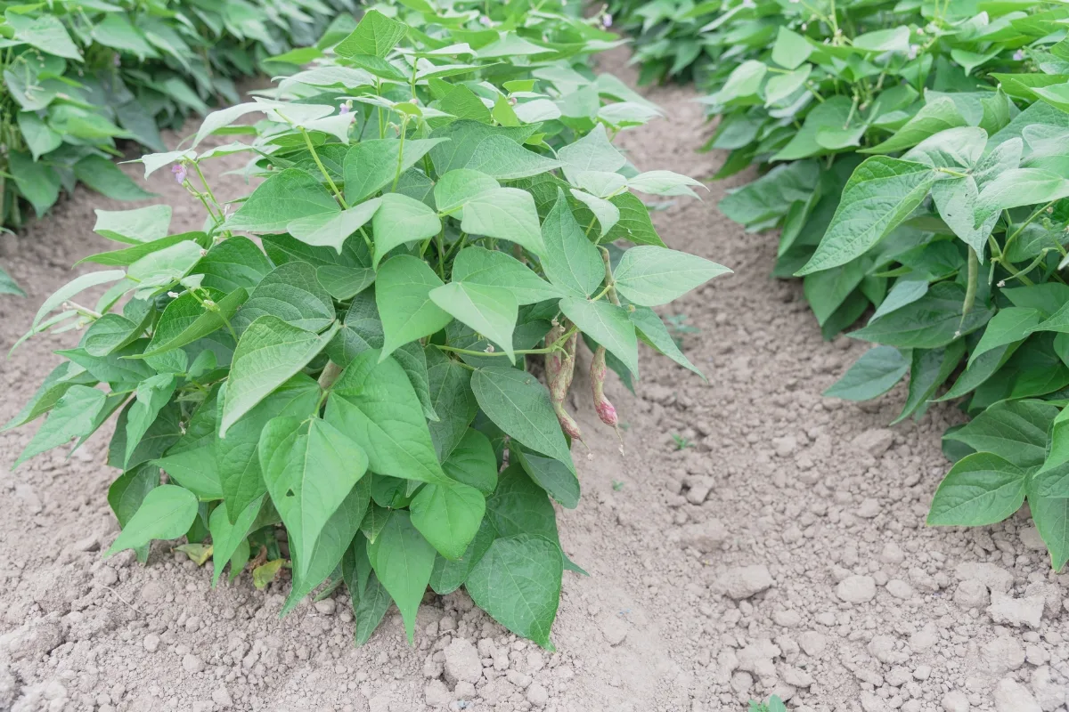 bush bean plants