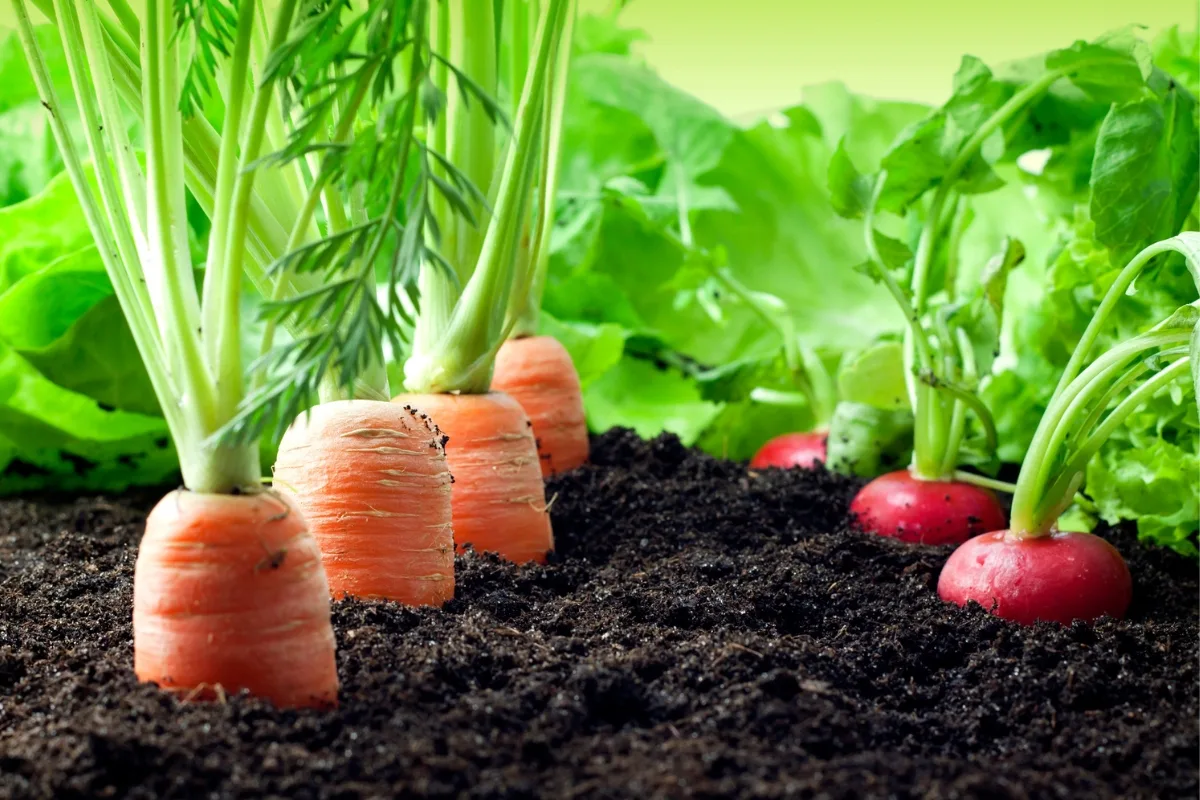 carrots and radishes growing together