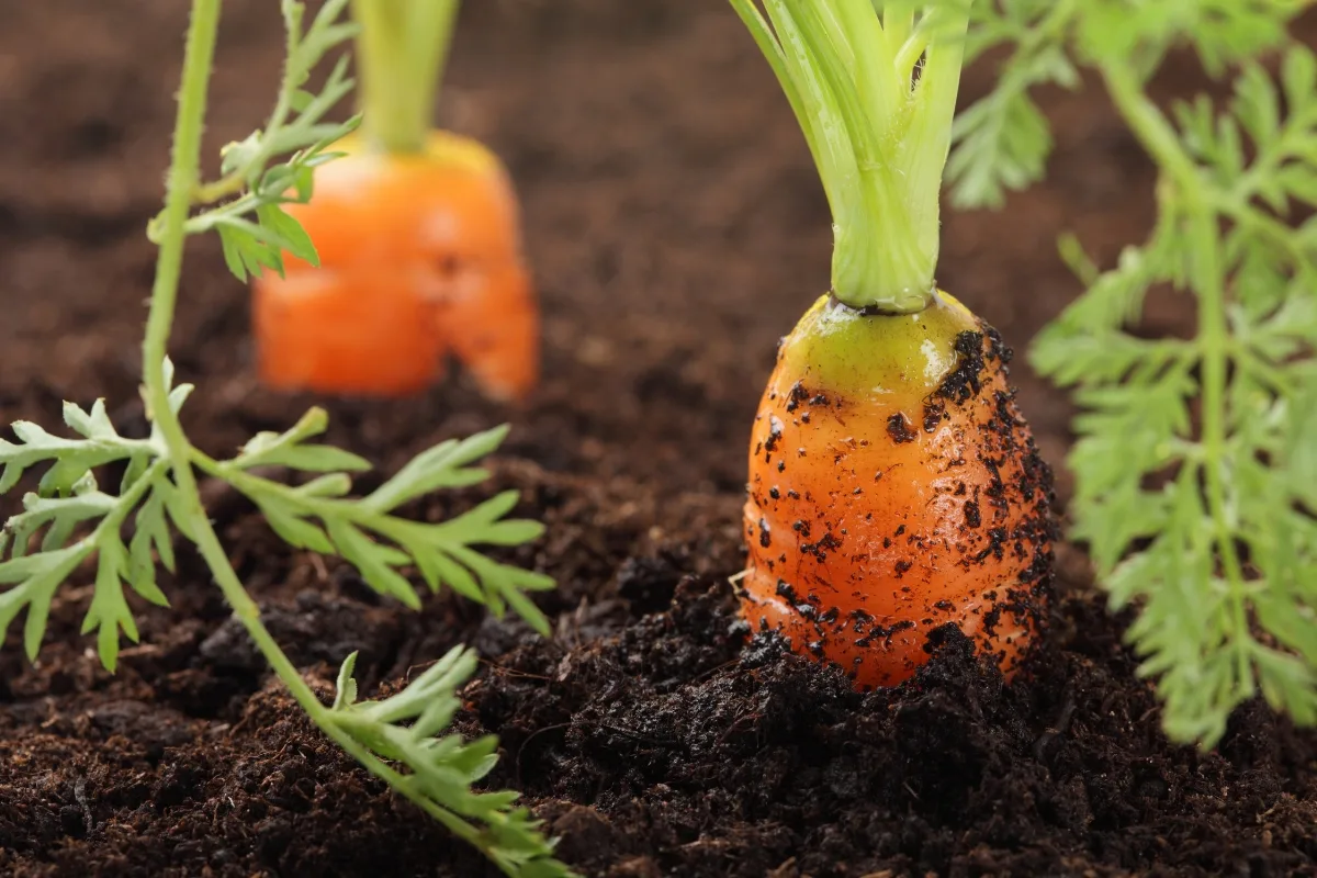 two carrots ready for harvest