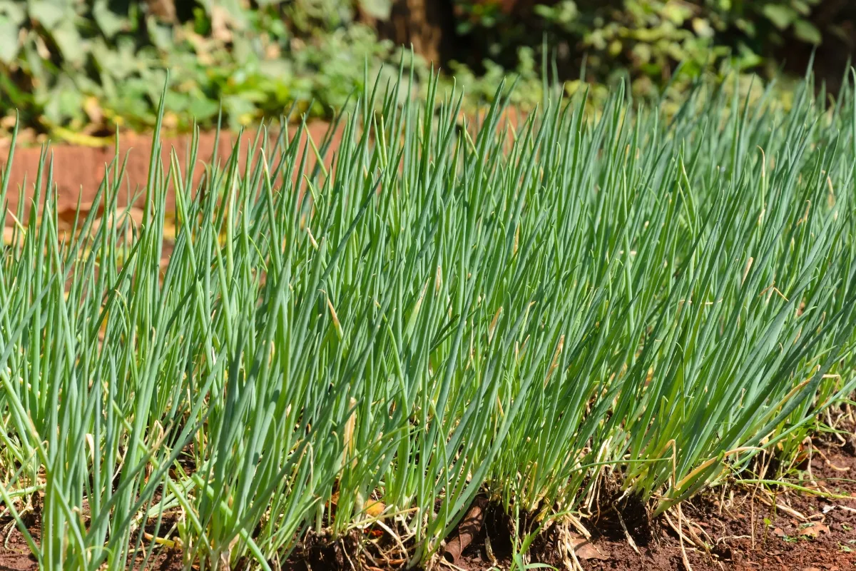 chive plants