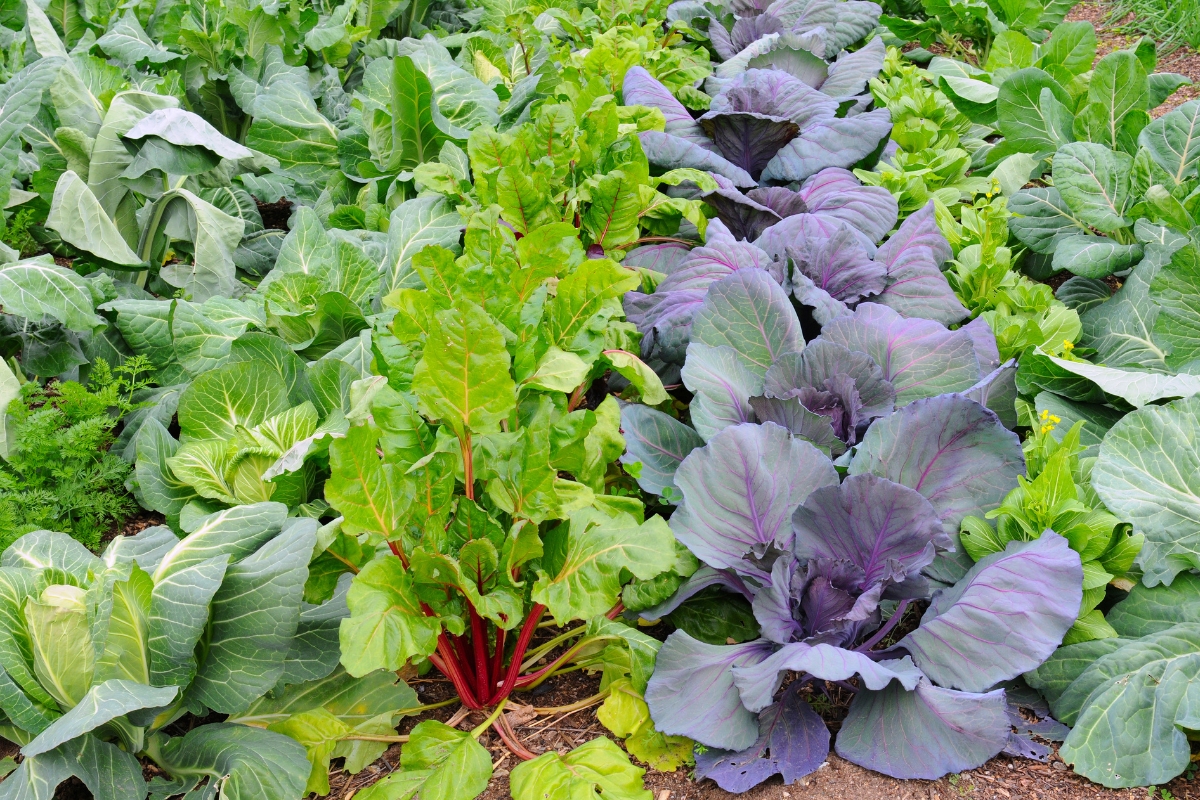 close rows of leafy vegetables