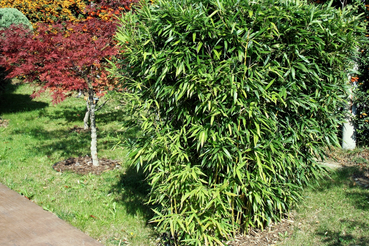 clumping bamboo in garden next to japanese maple tree