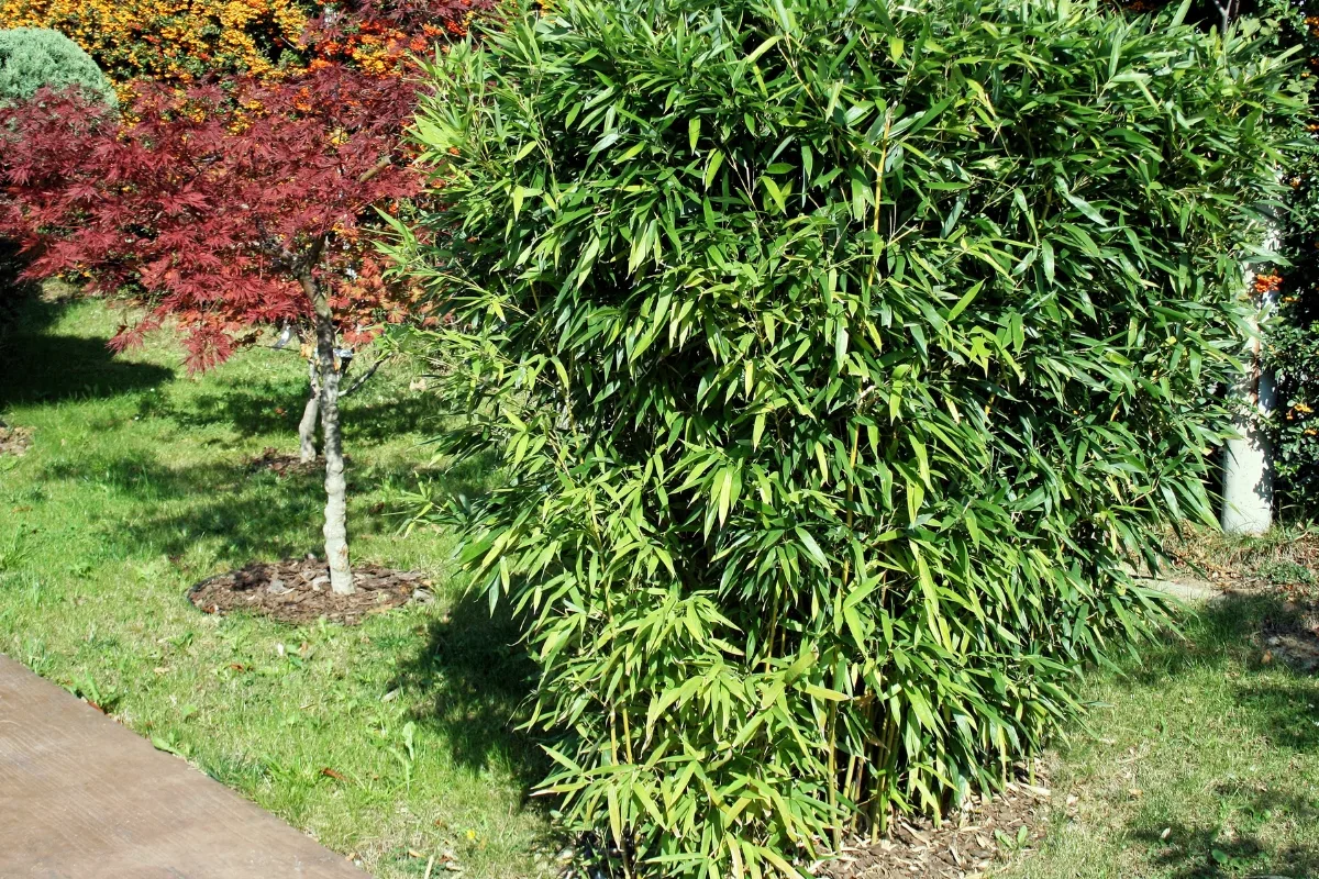clumping bamboo in garden next to japanese maple tree