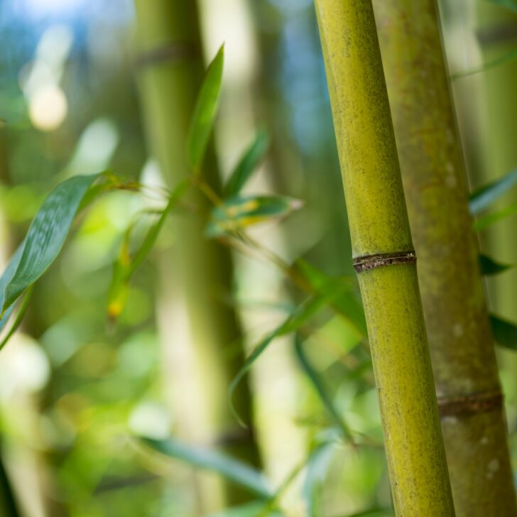 clumping vs running bamboo