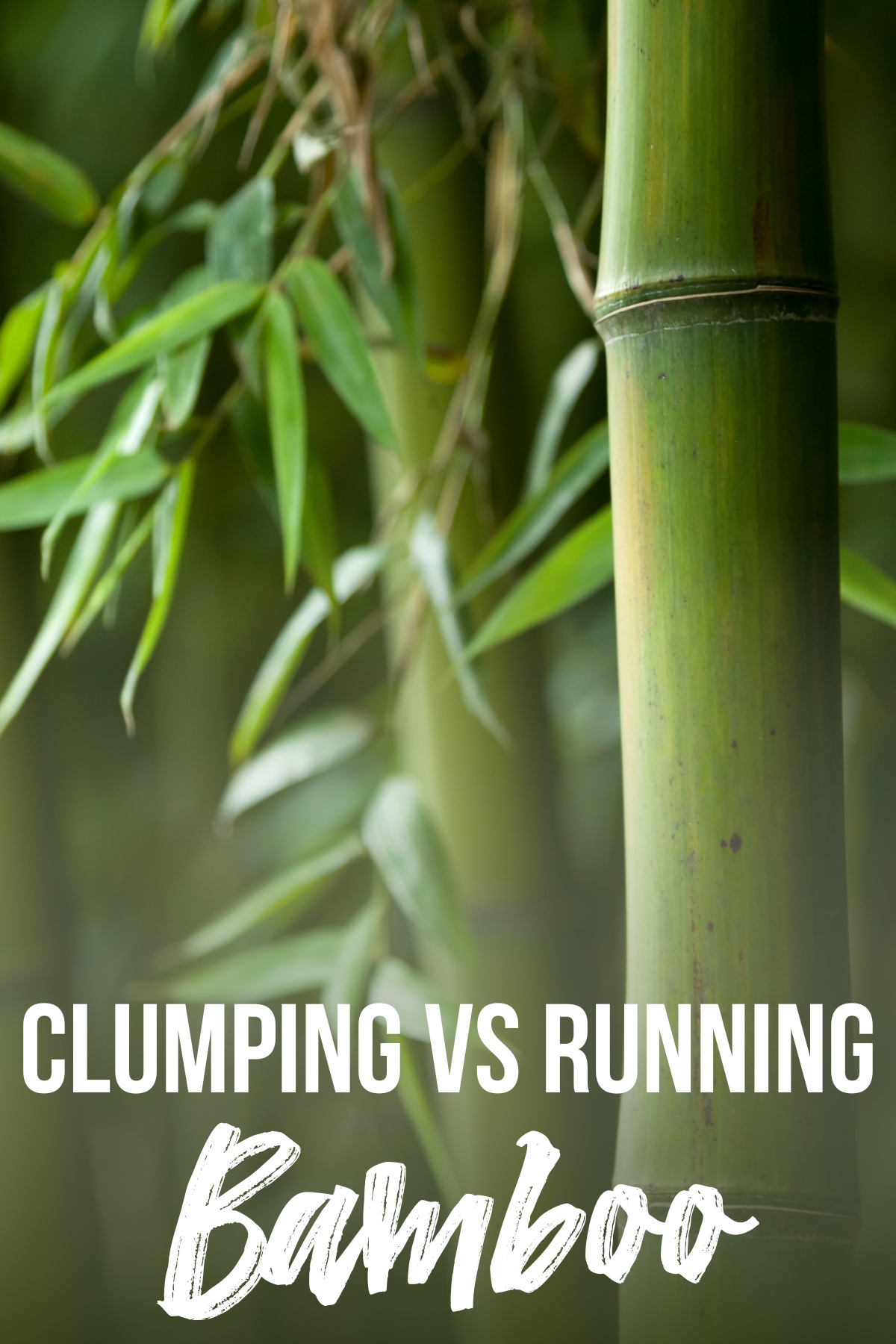 clumping vs running bamboo with text overlay