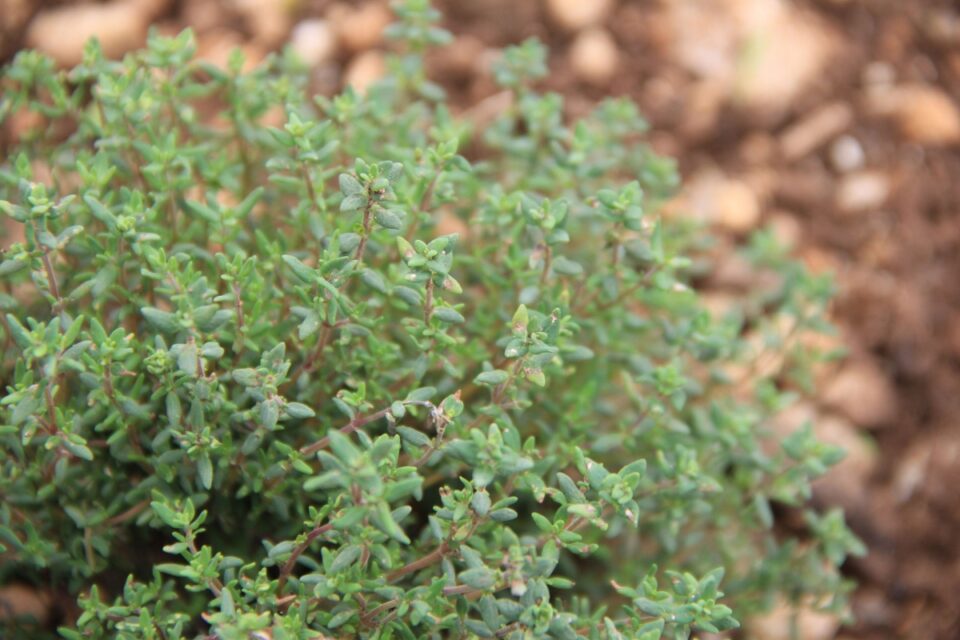 Tips for Growing Thyme from Seed