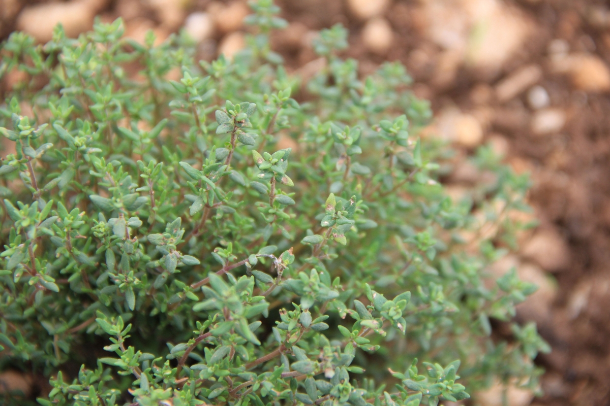 compact thyme plant