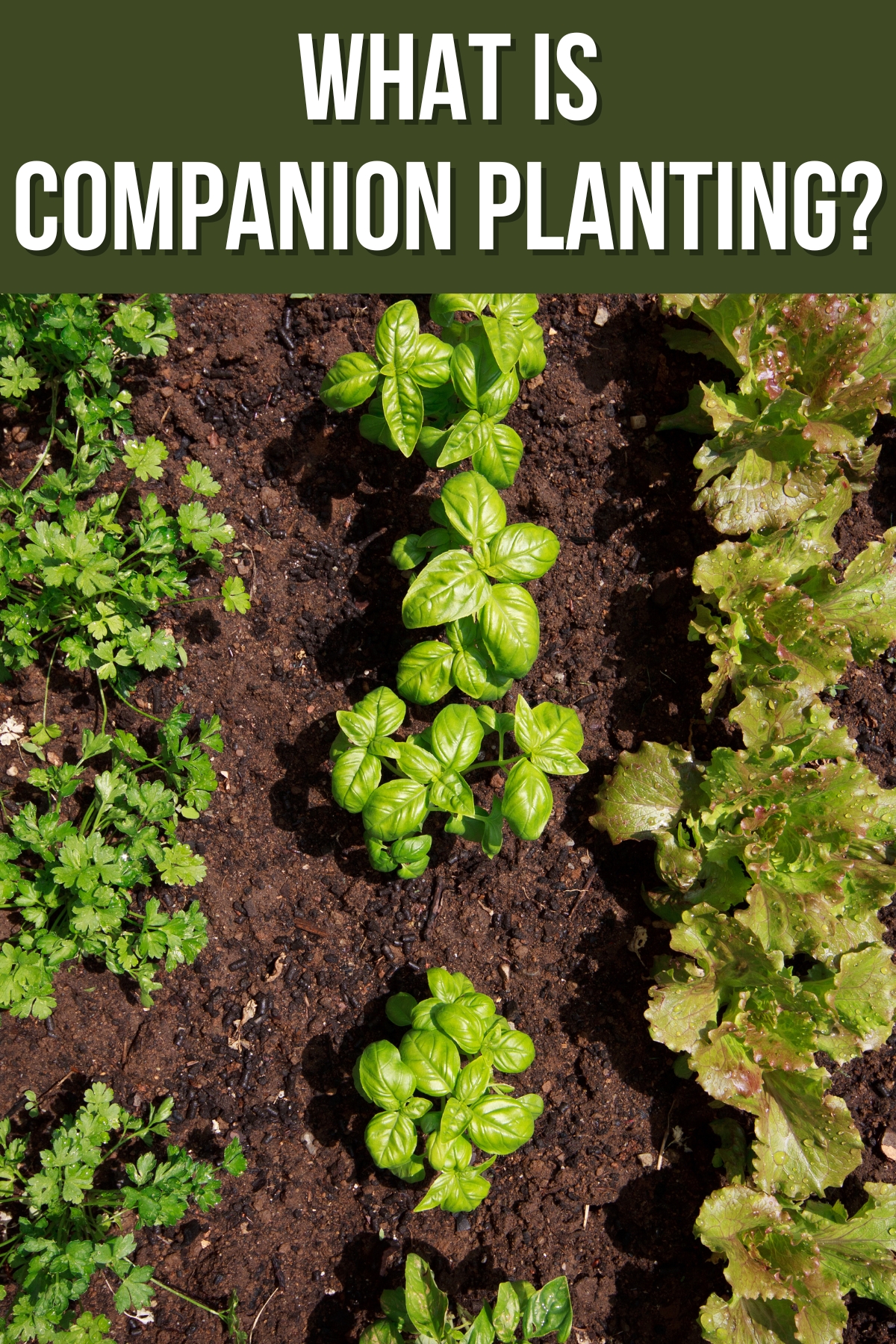 what is companion planting? text overlay on image of vegetable and herb garden