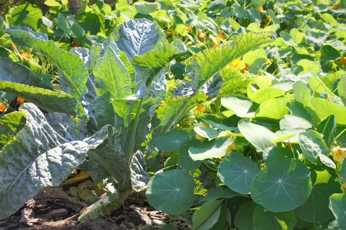 companion planting broccoli and nasturtium