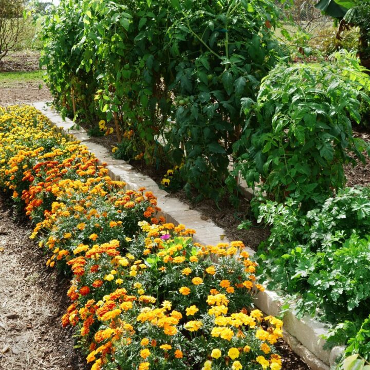 Companion Planting and How it Can Benefit Your Garden ...