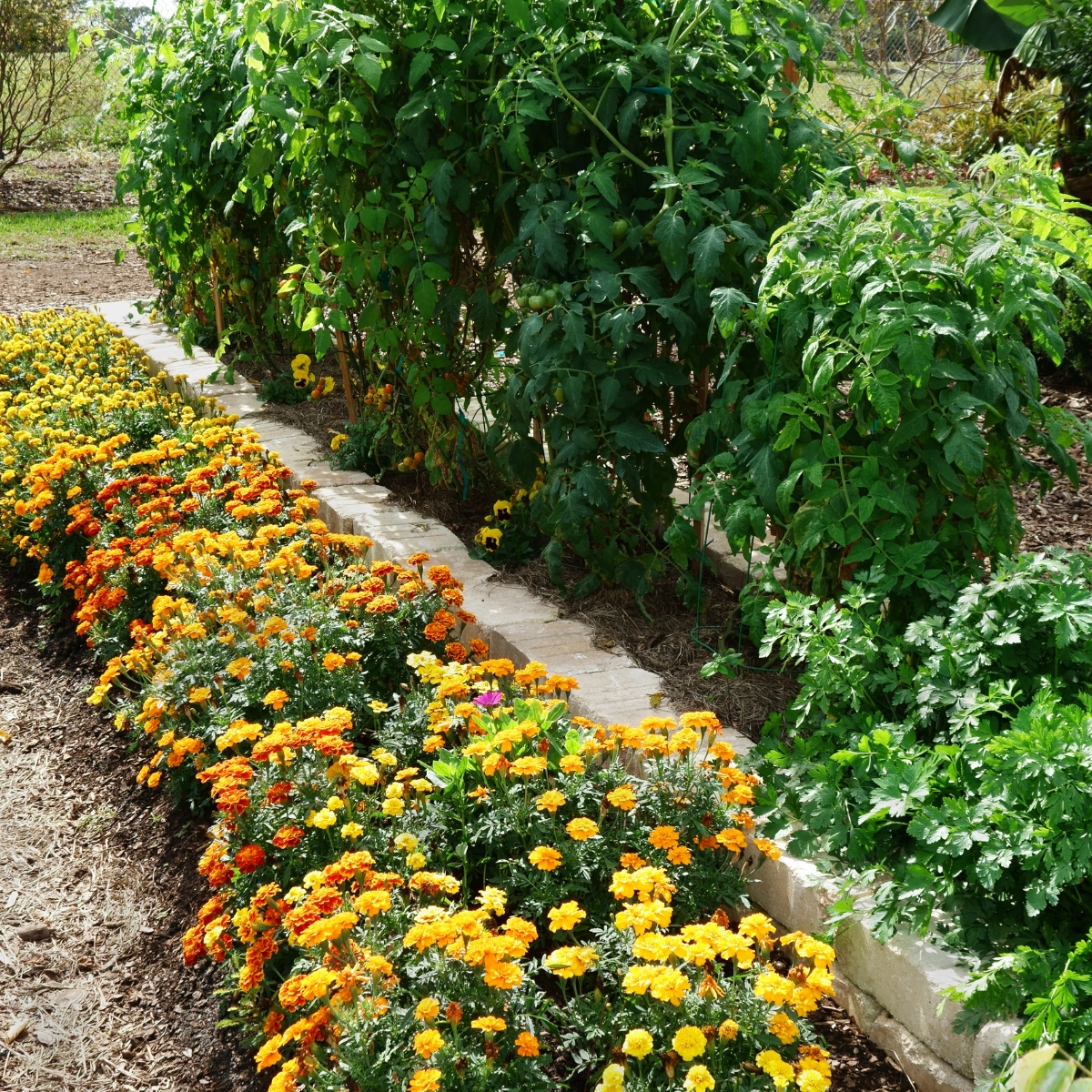 companion planting with marigolds