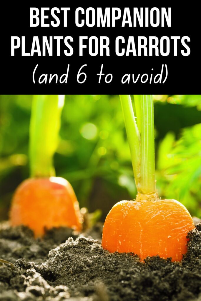 20 Companion Plants for Carrots [and 6 to avoid] - growhappierplants.com