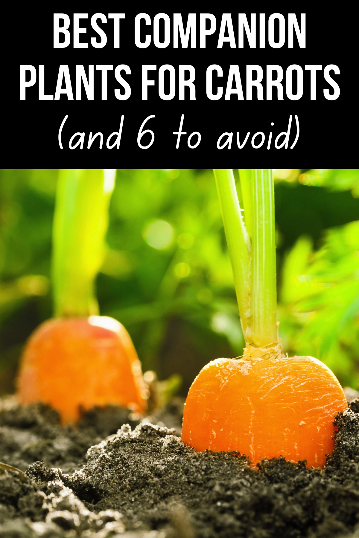 best companion plants for carrots