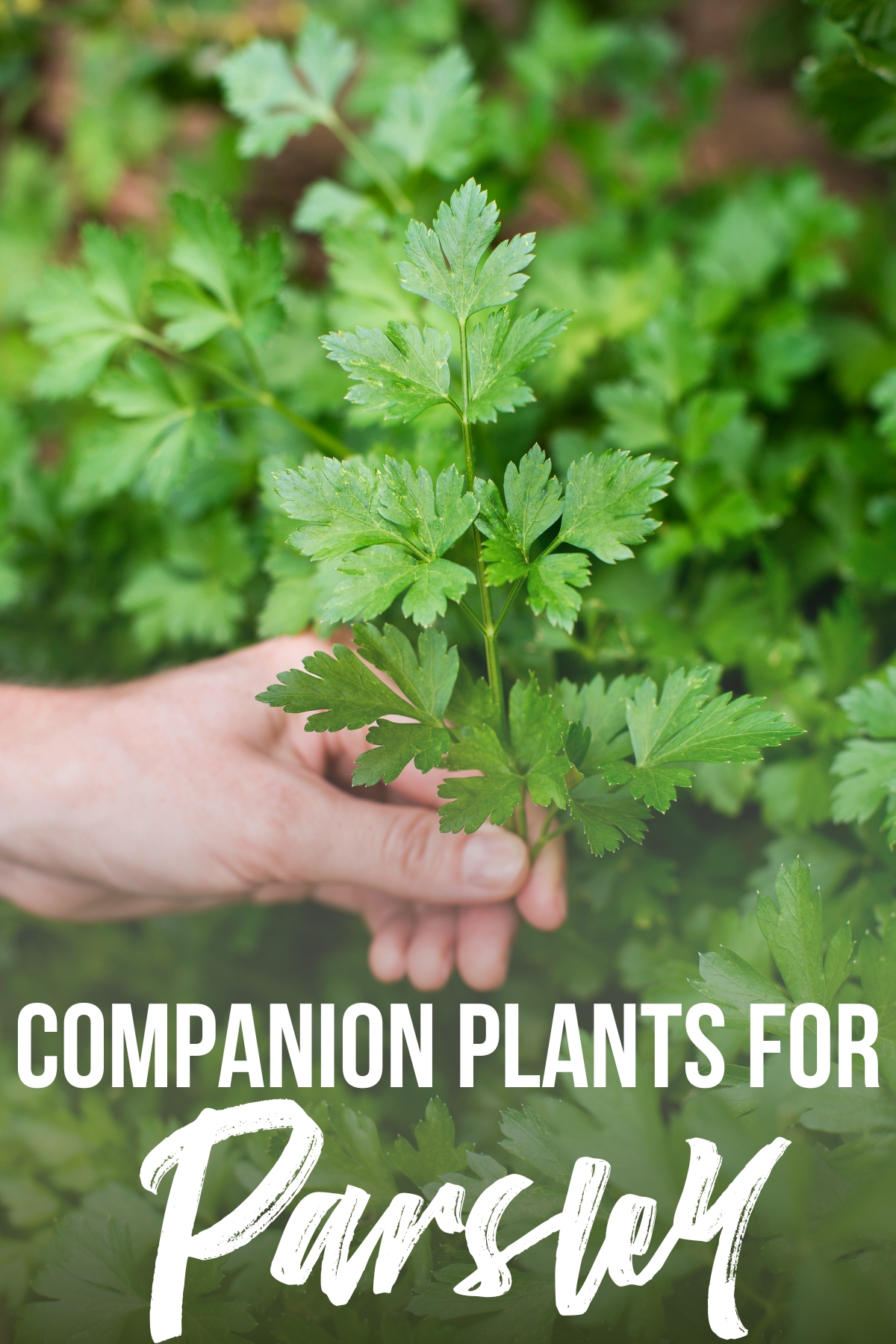 Image of Parsley and peppers companion planting 5