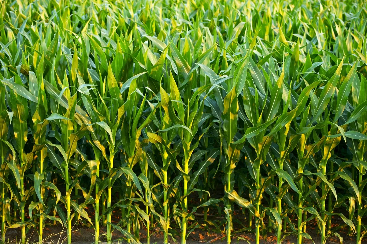 corn field