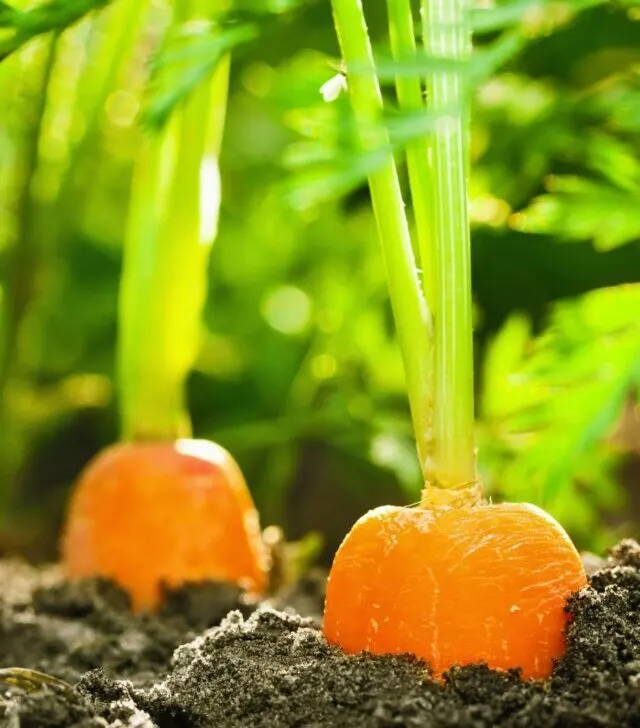 carrots growing in the ground