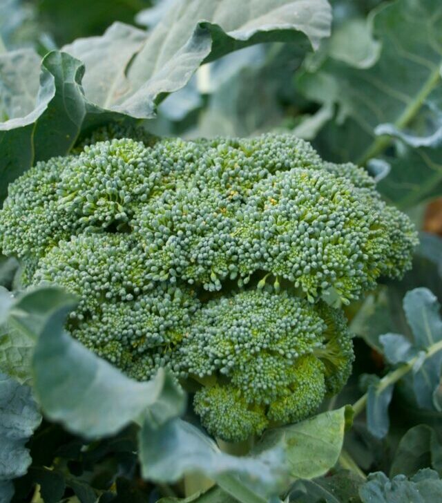 healthy broccoli growing in the garden