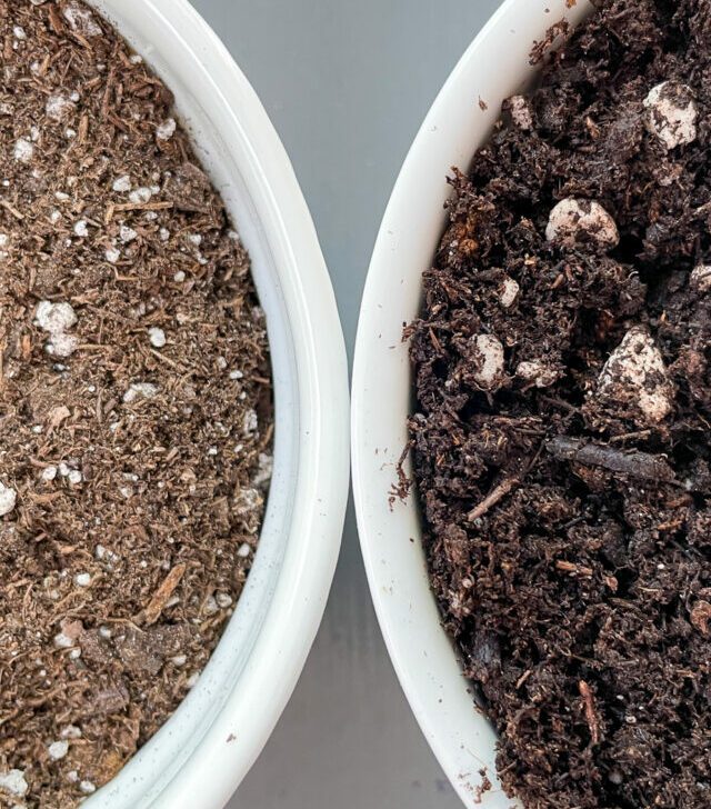 seed starting mix vs potting soil