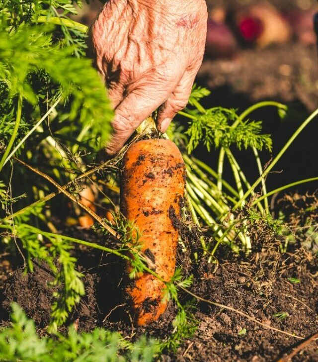 Carrot harvested from the ground