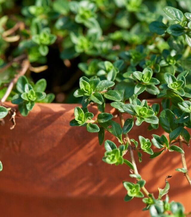 Thyme growing in a pot.