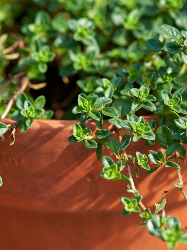 GROWING THYME FROM SEEDS