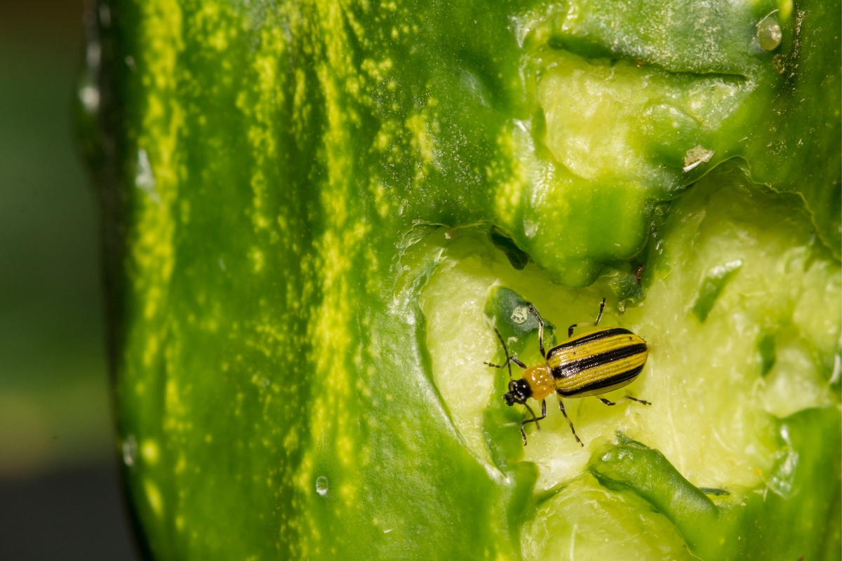 cucumber beetle on a cucumber