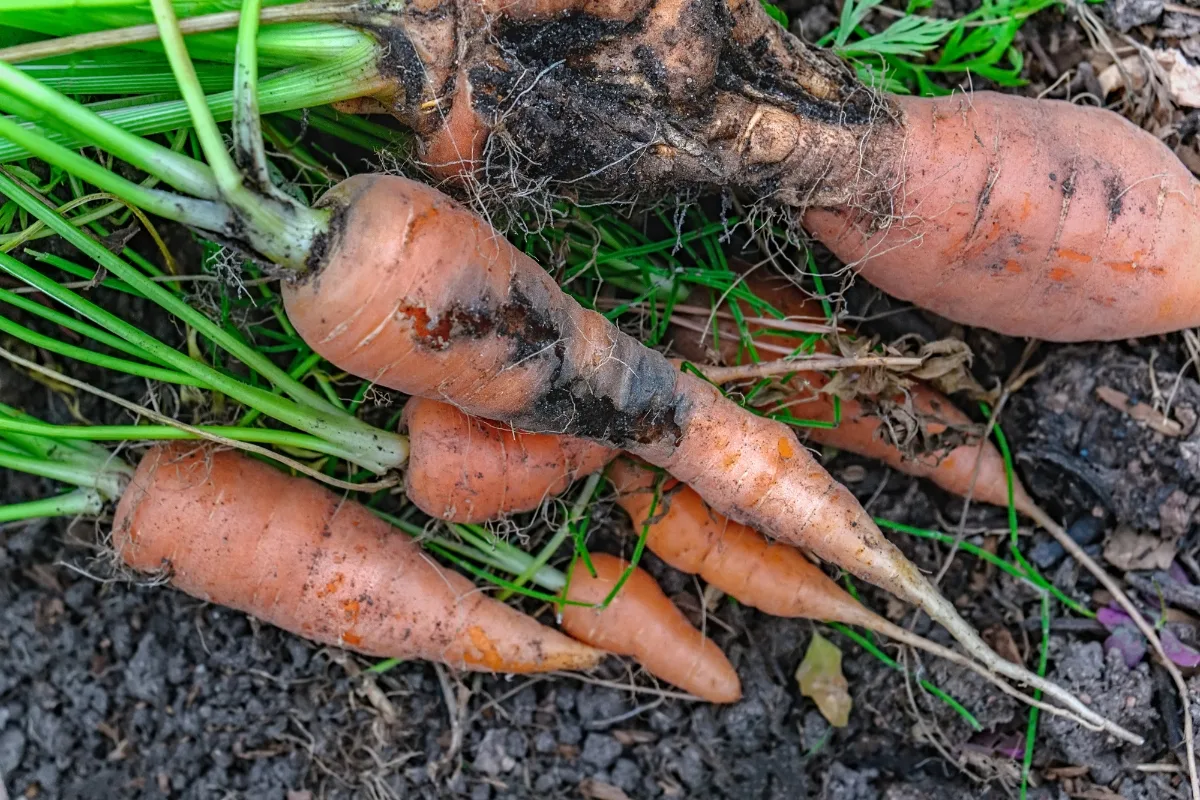 damage from carrot flies