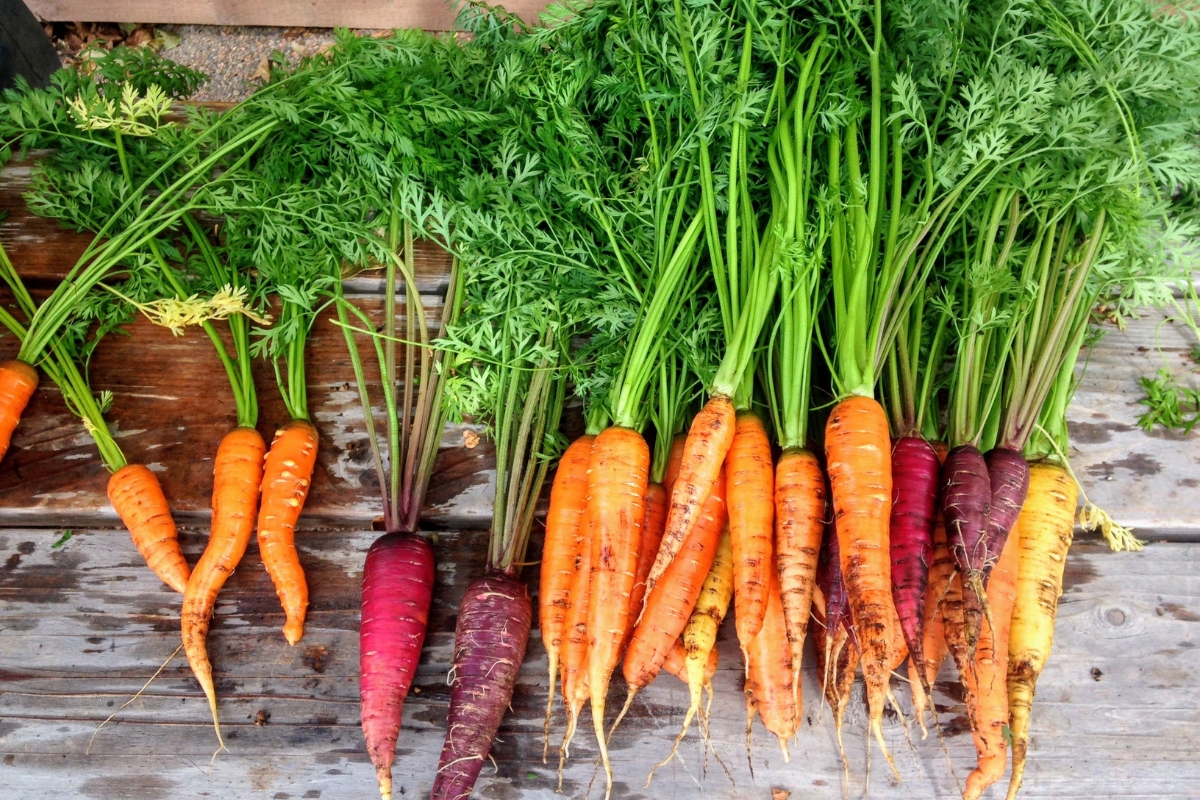 different types of carrots on table