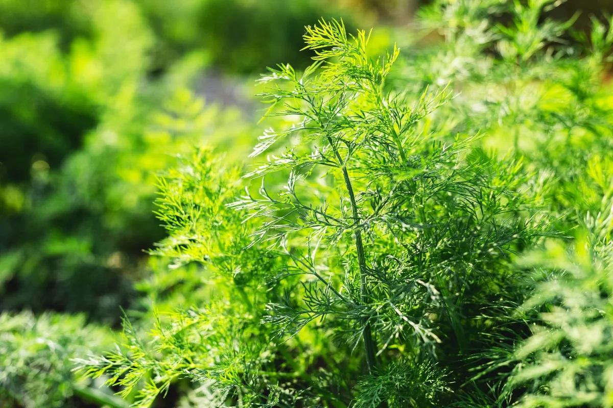 dill plant growing in vegetable garden