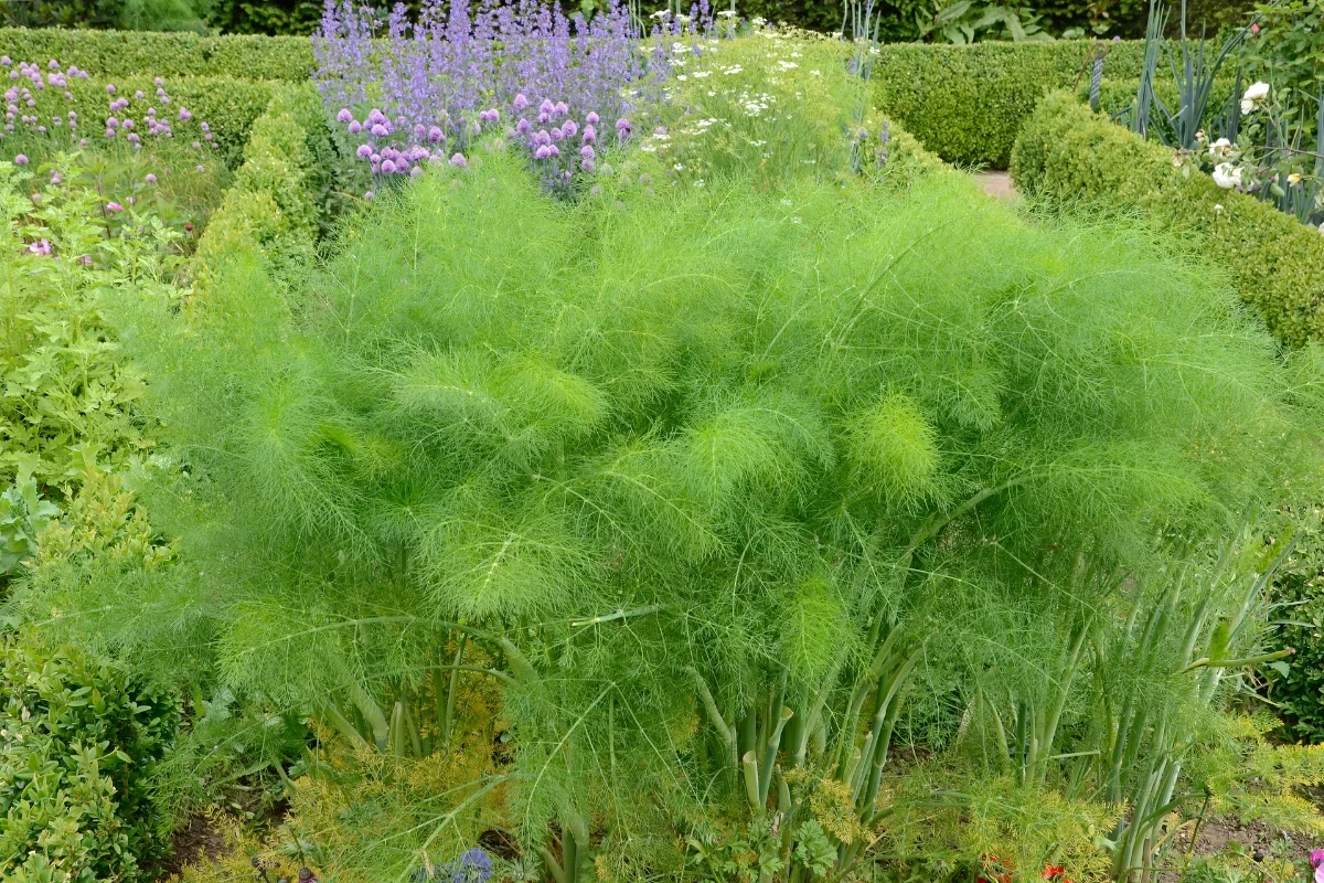 dill plant growing in garden