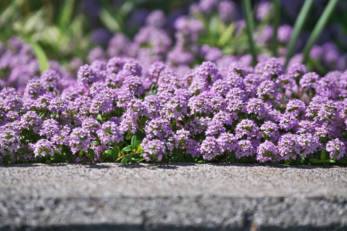 flowering thyme along concrete wall