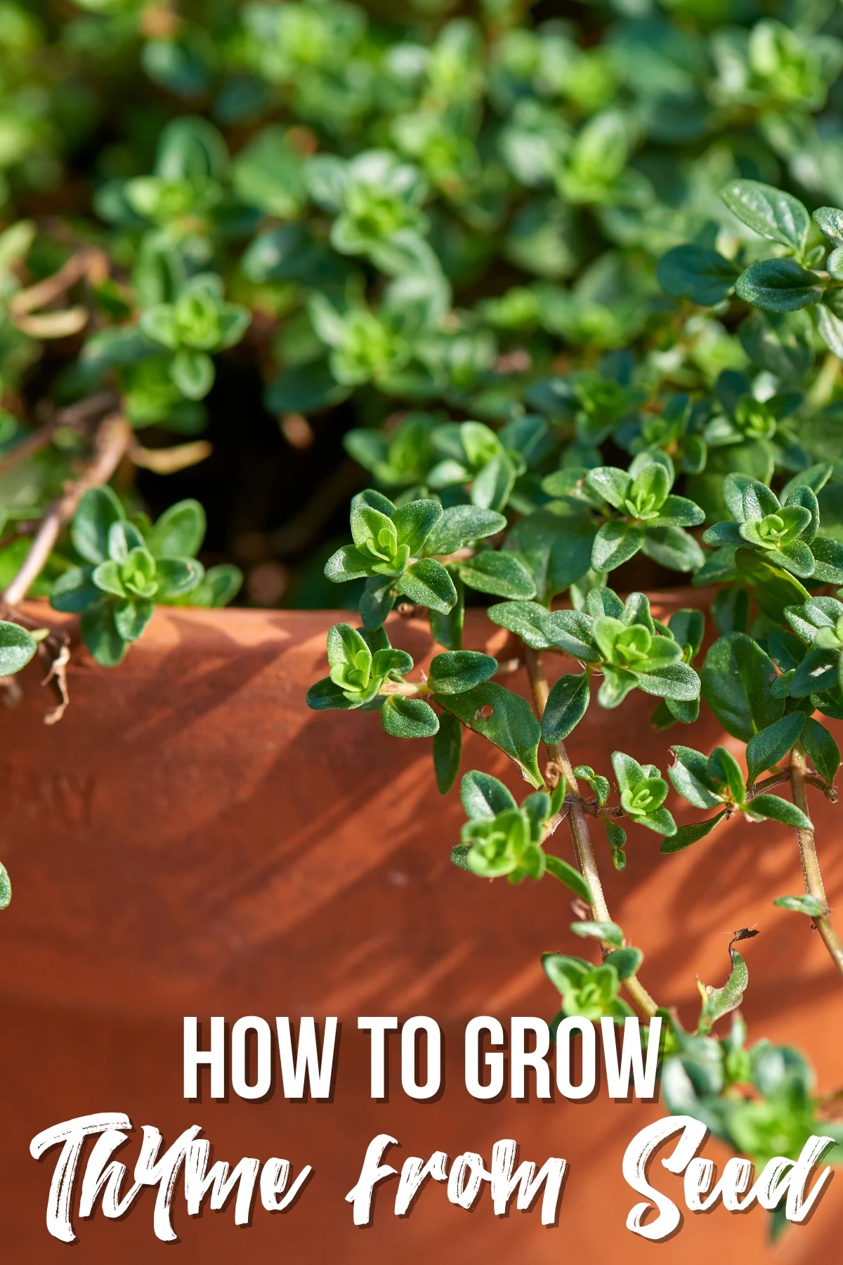 It is Growing Thyme! Secrets to Growing Thyme in a Greenhouse