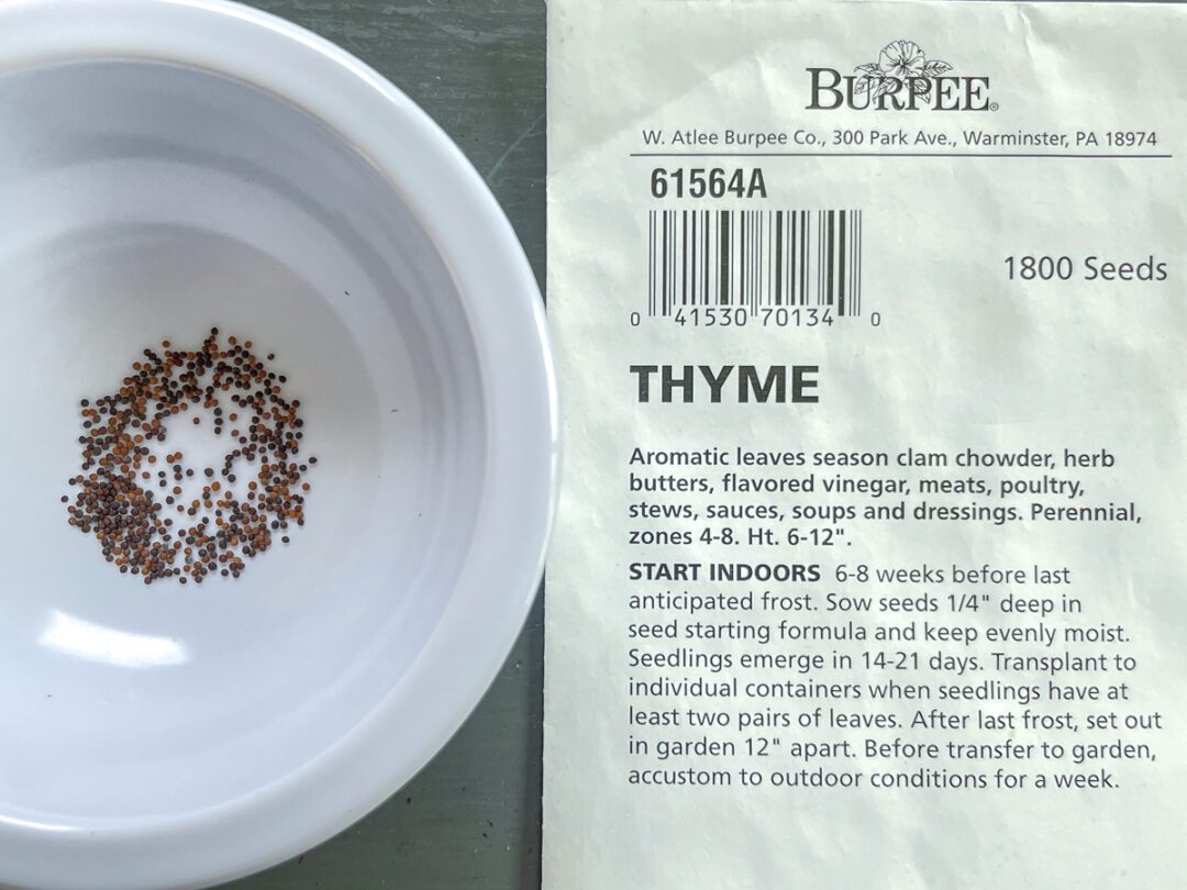 Tips for Growing Thyme from Seed