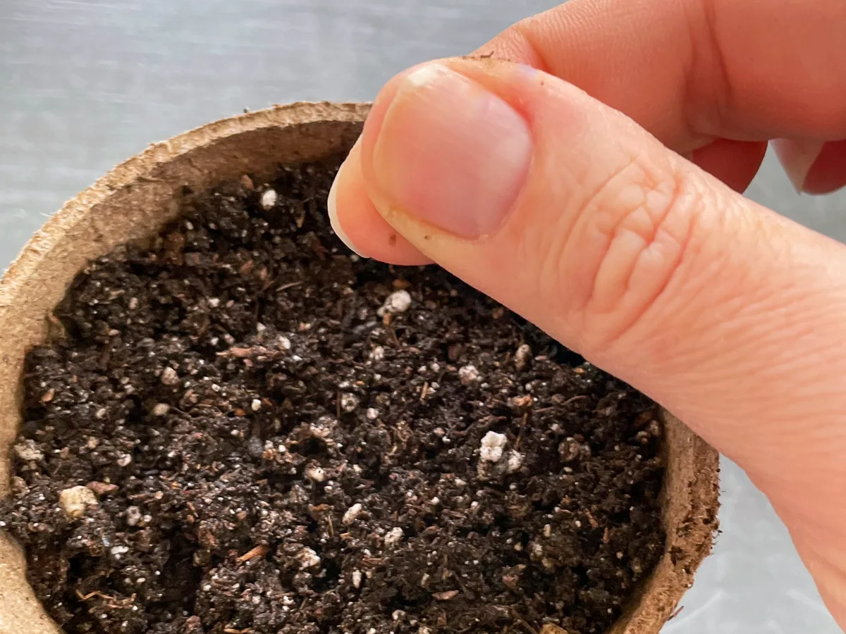 sprinkling thyme seeds over soil in peat pot