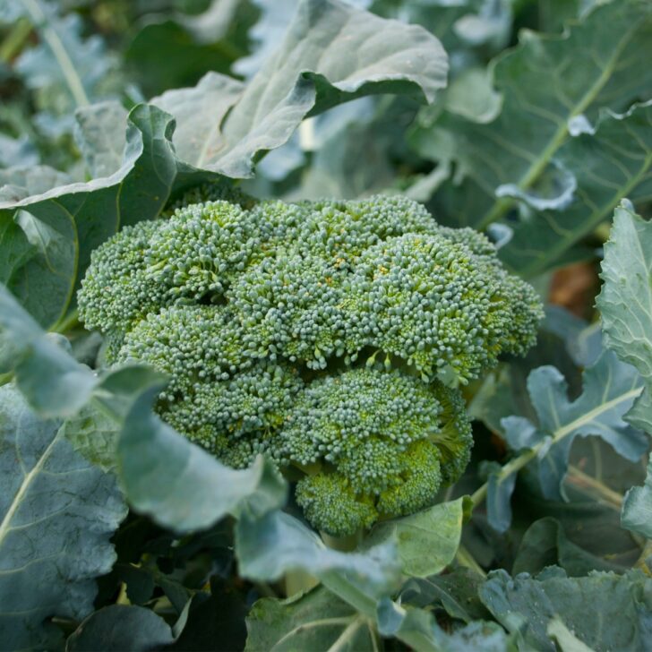 healthy broccoli growing in the garden