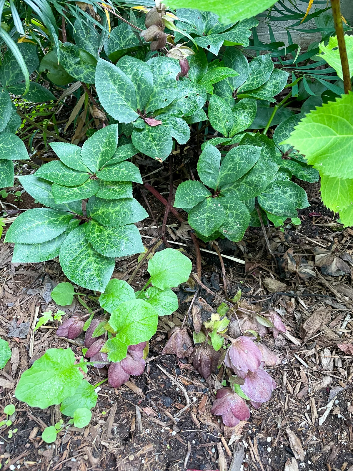 hellebore in summer that could use deadheading