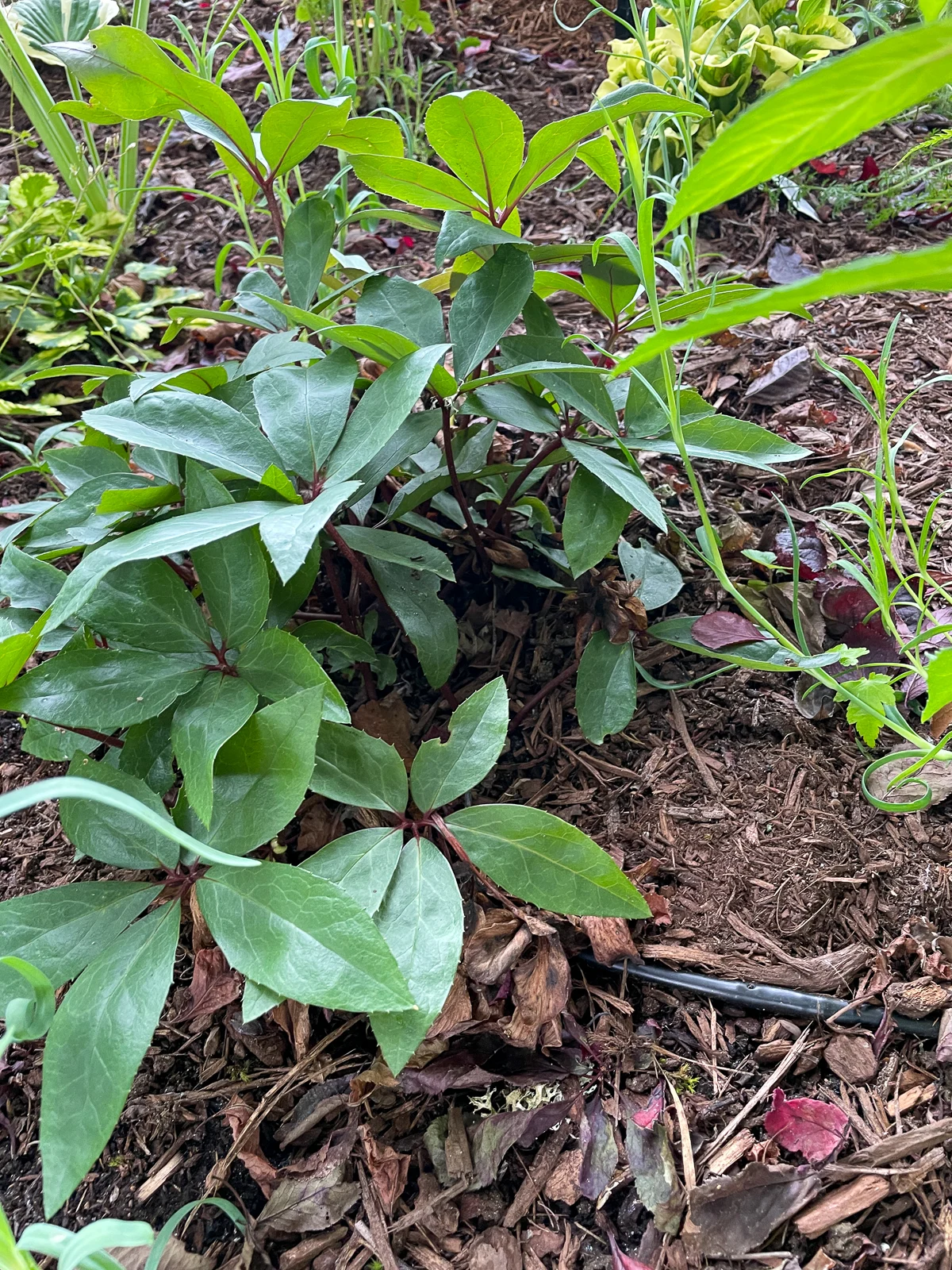 drip irrigation next to hellebore in summer