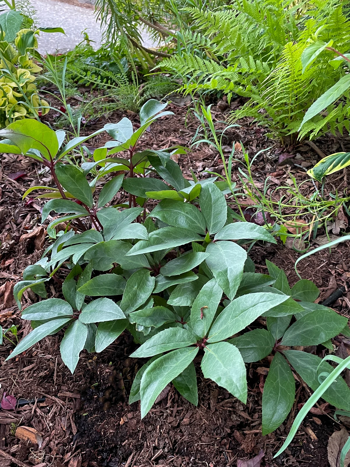 mulch around hellebore in summer