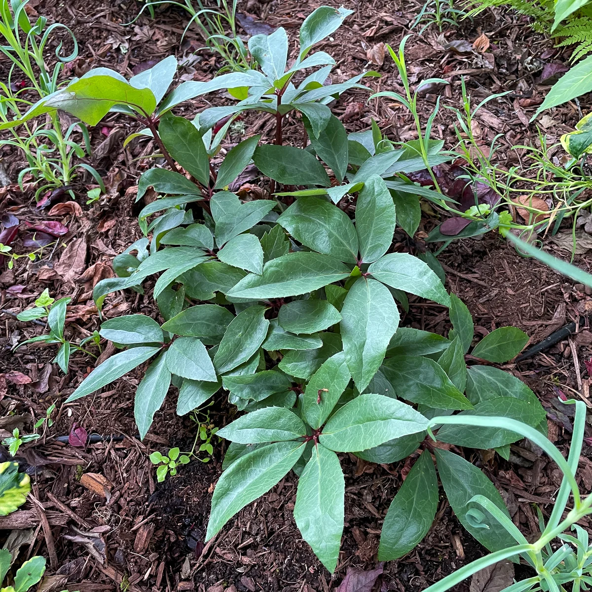 hellebore in summer