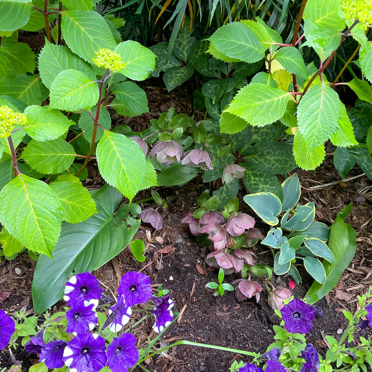 hellebores in summer hidden among hydrangeas and hostas