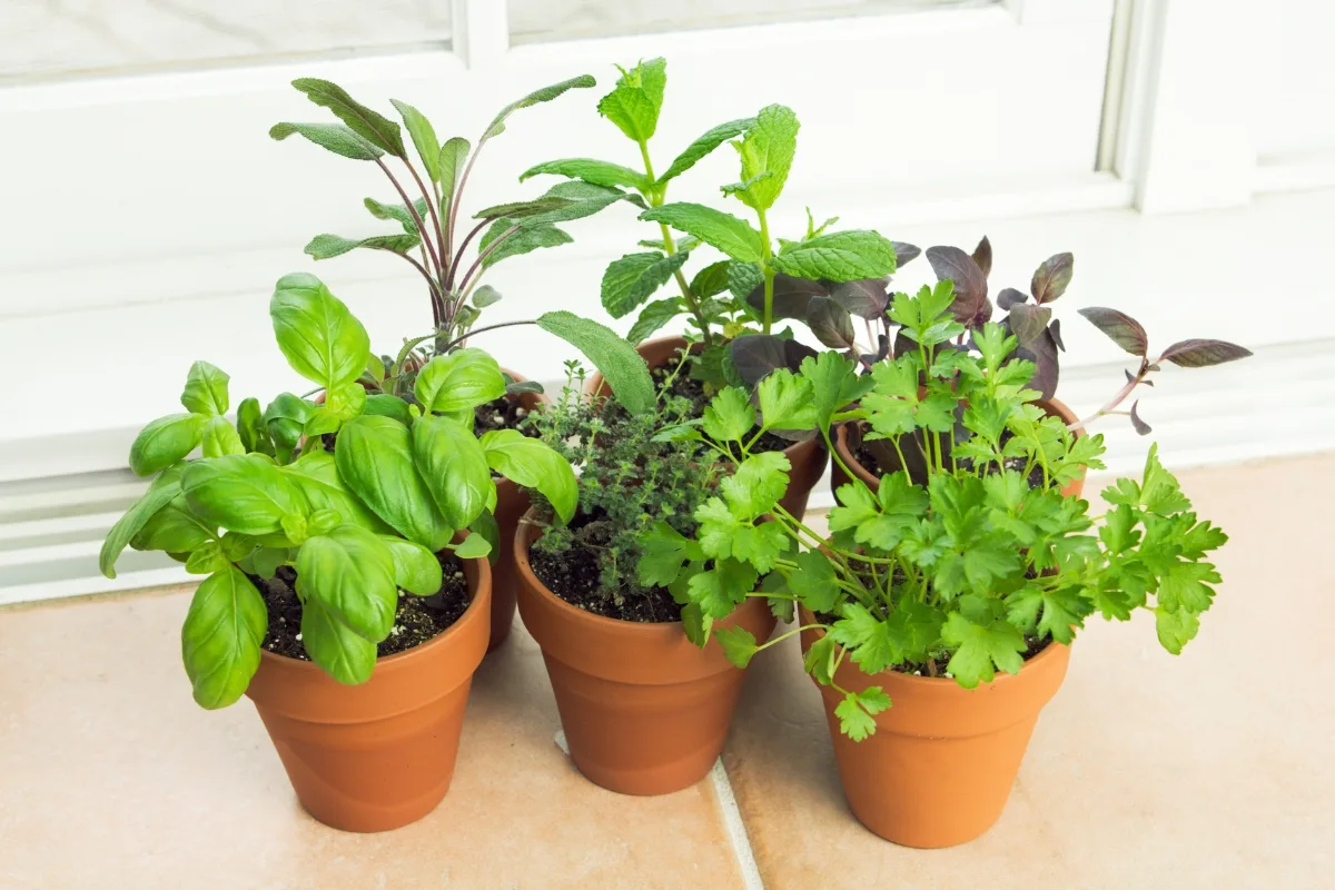 herb garden in pots on windowsill